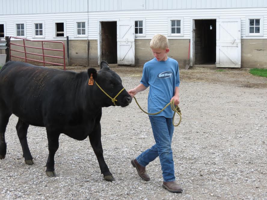 steer