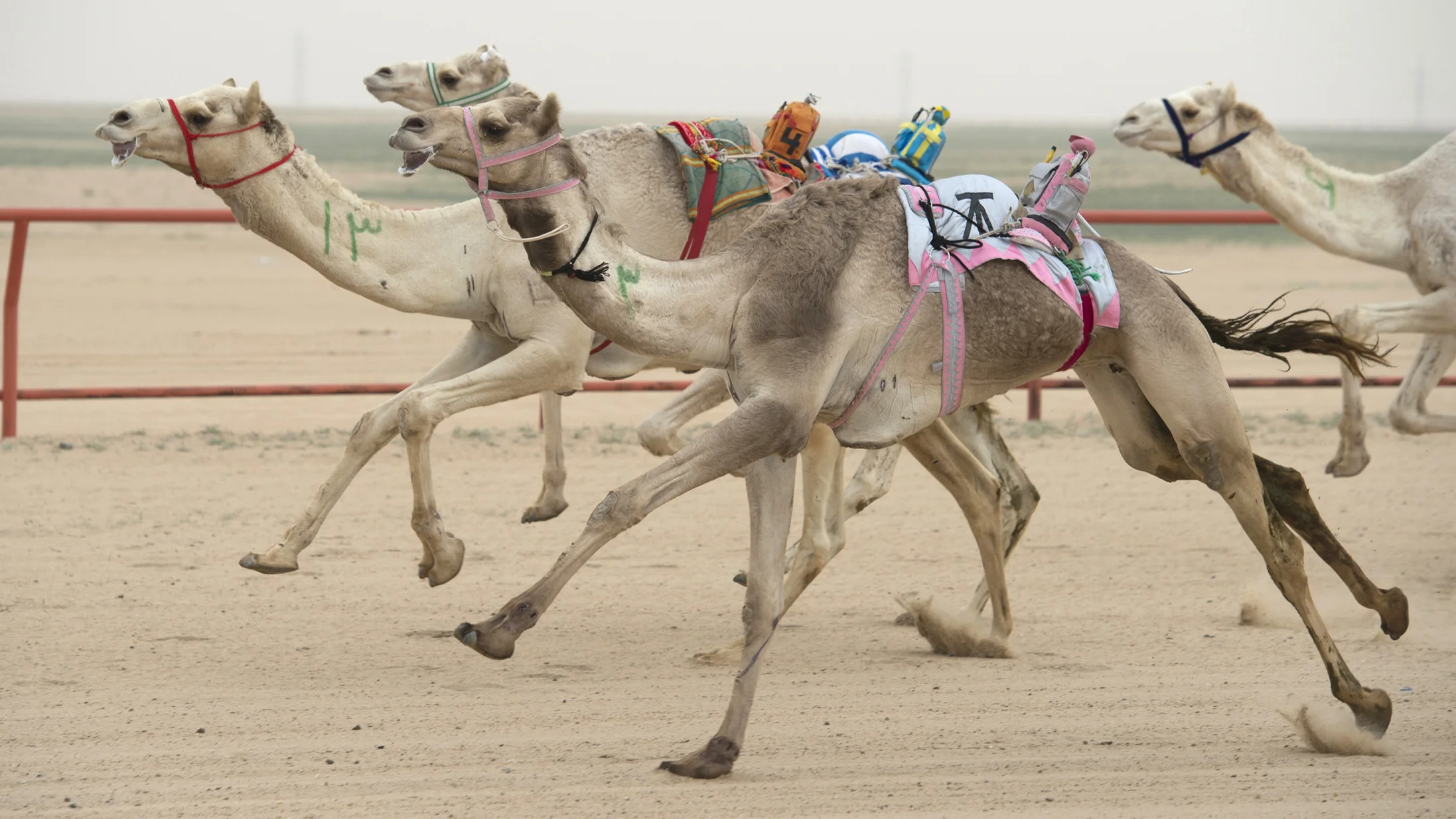 camels1.jpg