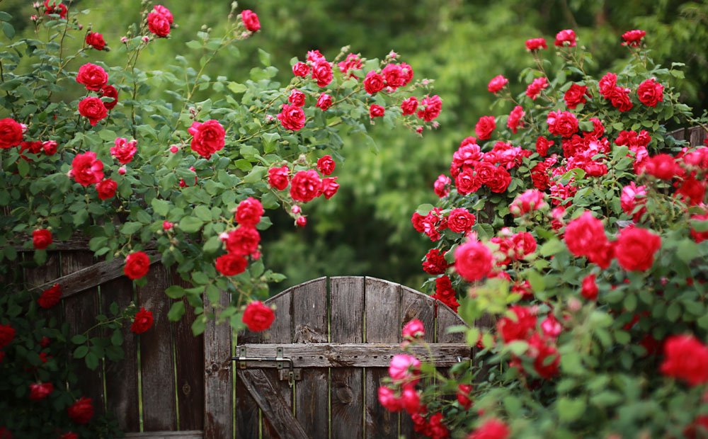 Dammann's Garden Company – A How-To Guide on Rose Pruning & Care