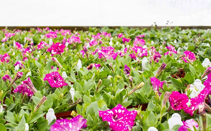 PINK SKY PETUNIA
