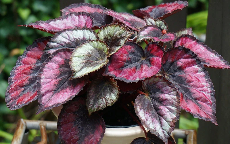 Red-Kiss-Begonia.jpg