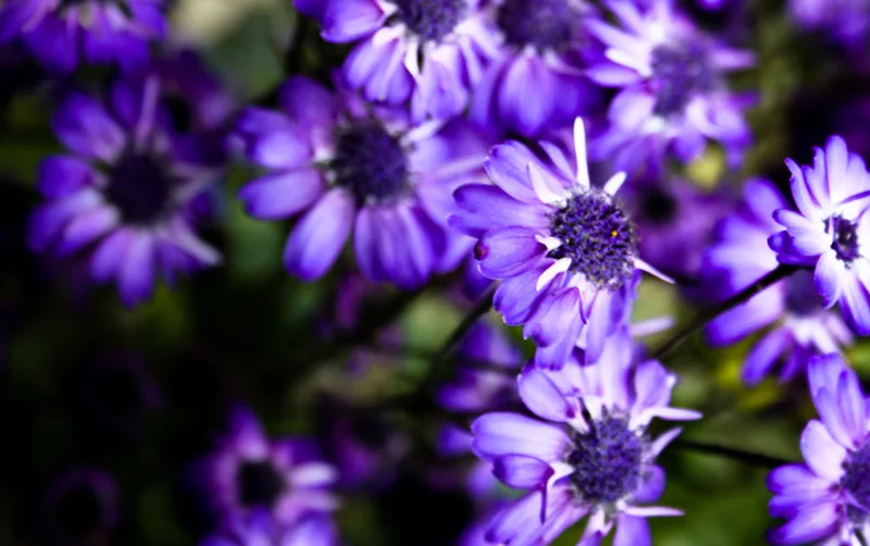 Ultraviolet-flowers.jpg