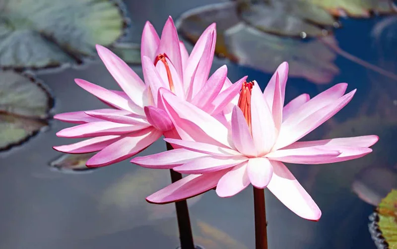 Water-Garden-Containers.jpg