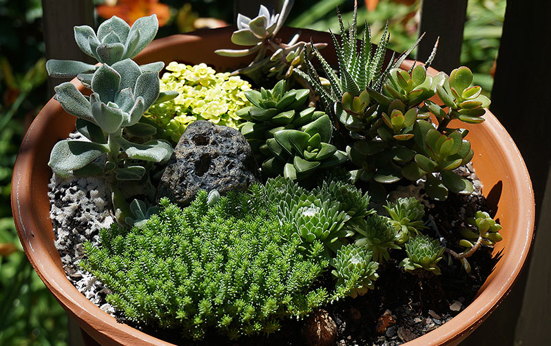 SucculentContainer-Terracotta.jpg