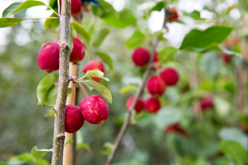 CrabApple-Tree-Pruning-Web.jpg