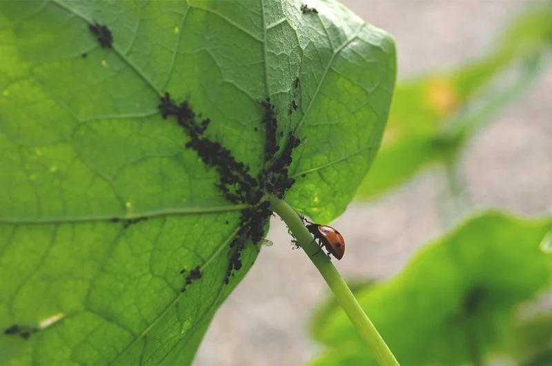 Quicksilver Insect Dammann's Garden Company – APHIDS 101