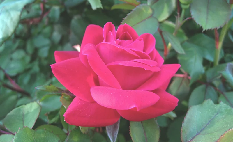 Photo by: Tony Alter - Flickr: Red Double Knockout Rose, CC BY 2.0, https://commons.wikimedia.org/w/index.php?curid=32766733