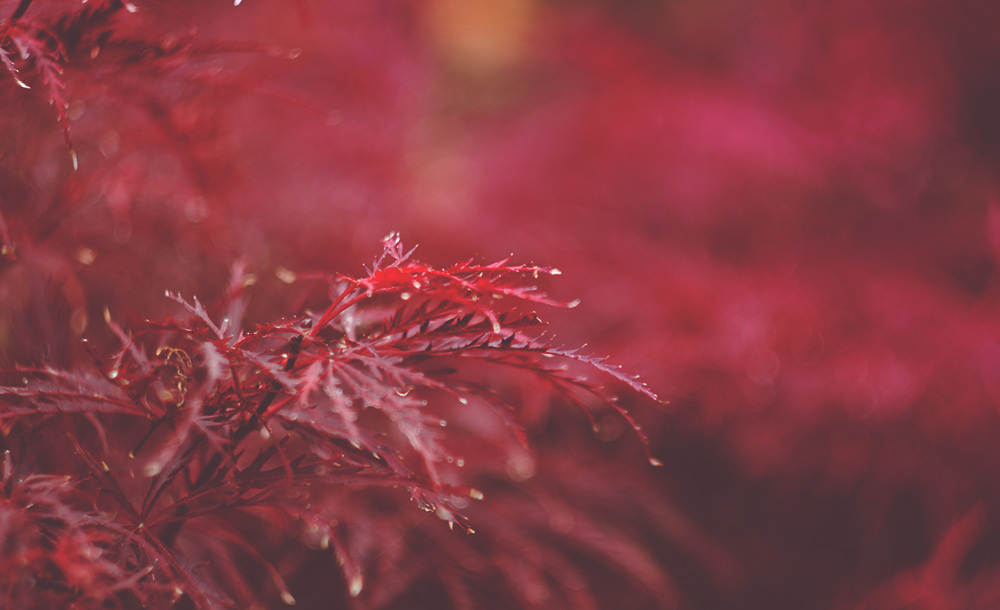 Tamukeyama Japanese Maples