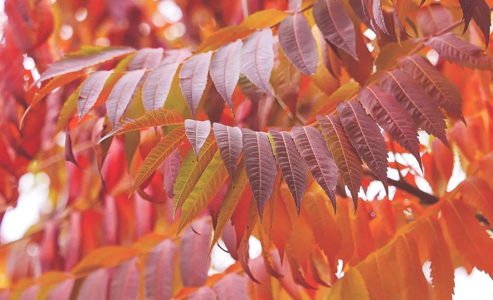 Tiger Eyes Sumacs