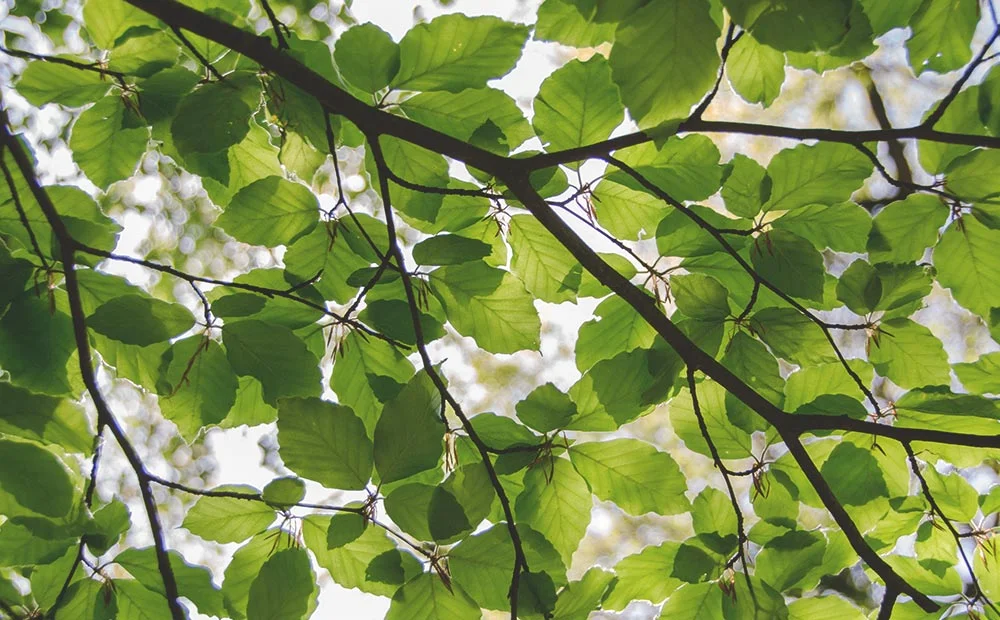 Dammann's-Header.jpg