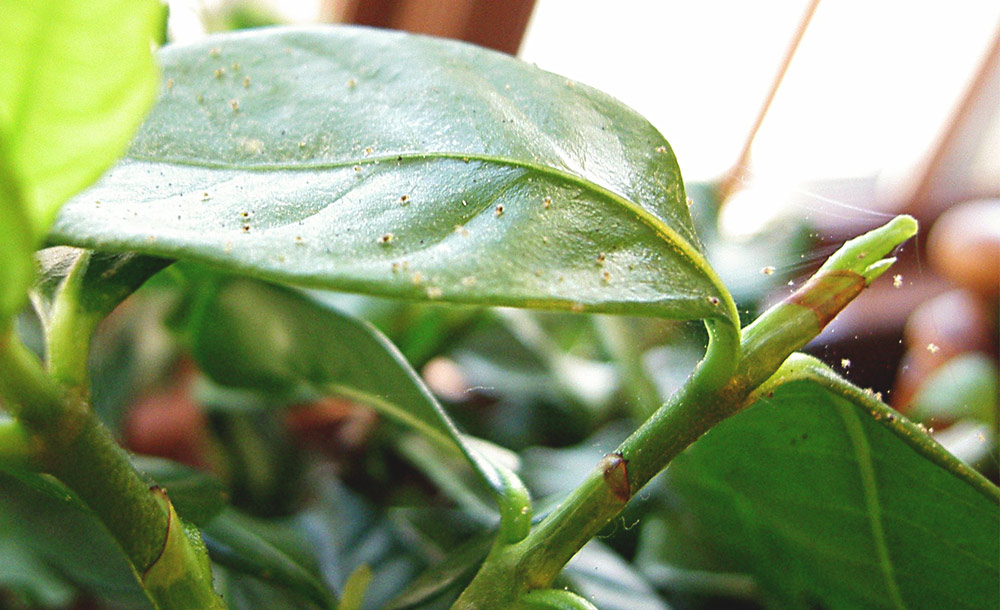 Spider Mites