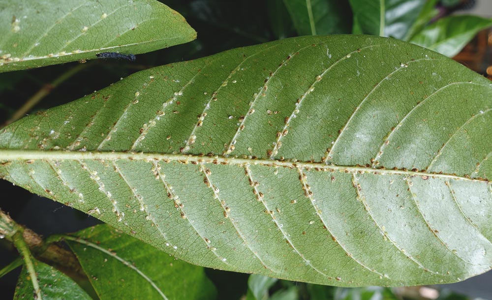 Scale Insects