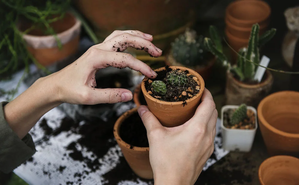 plant-therapy-title-image.png