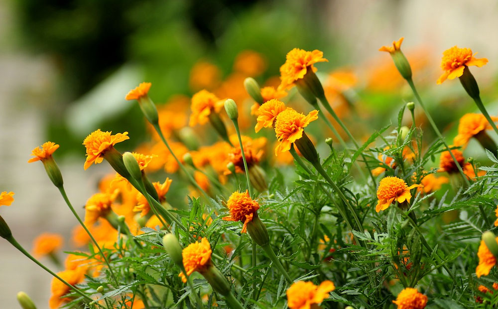 Plants That Repel Groundhogs 3 Plants That Repel Groundhogs