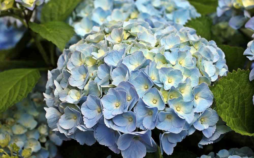 Dammann's Garden Company – HOW TO TURN YOUR HYDRANGEAS BLUE