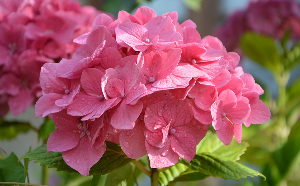 pink-hydrangea-prune-indianapolis.png