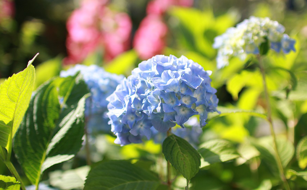 blue-hydrangea-prune-indianapolis.png