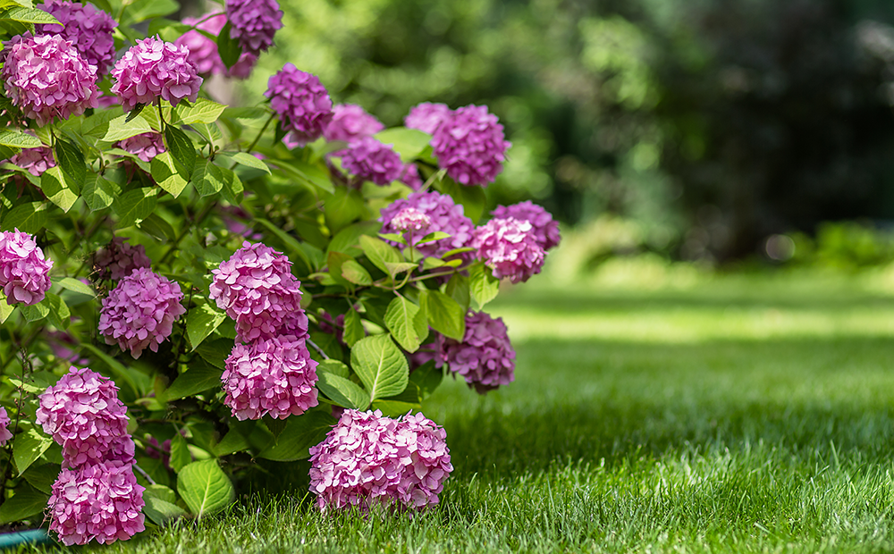 hydrangea-troubles-solutions-indianapolis.png