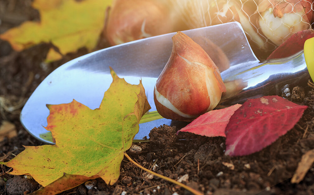 Dammann's Garden Company IT'S TIME TO PLANT FALL BULBS 10 SIMPLE TIPS
