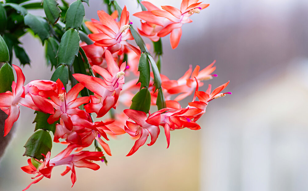 Dammann's Garden Company – HOW TO TAKE CARE OF YOUR CHRISTMAS CACTUS