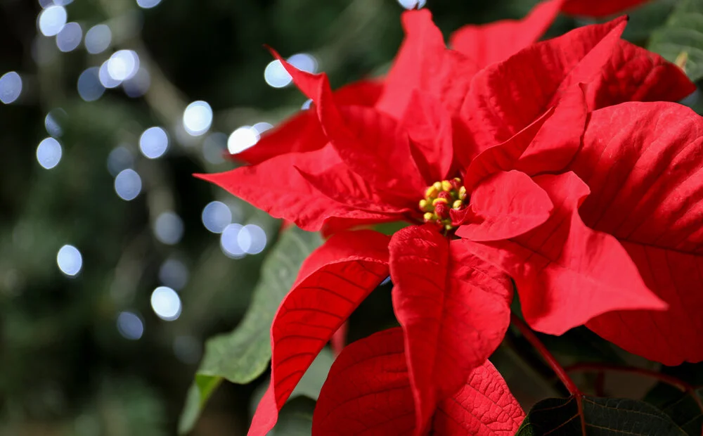 Dammann's Garden Company POISONOUS CHRISTMAS PLANTS MYTH VS. FACT