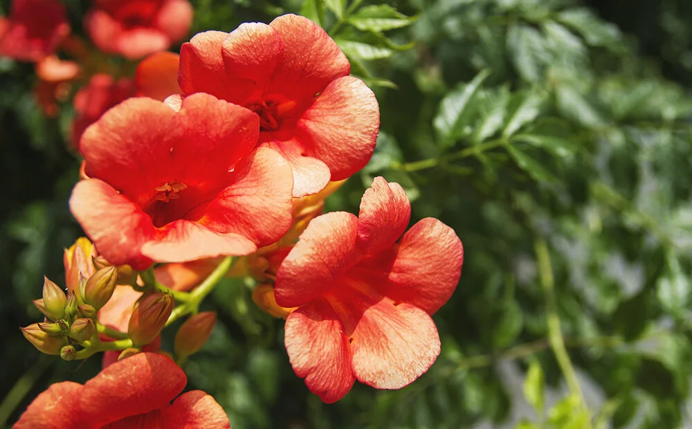 Dammann's Garden Company THE BEST NATIVE PLANTS FOR INDIANAPOLIS IN 2020