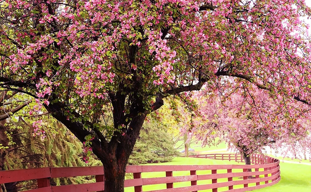 Dammann's Garden Company – EARLY SPRING CARE FOR FLOWERING TREES & SHRUBS