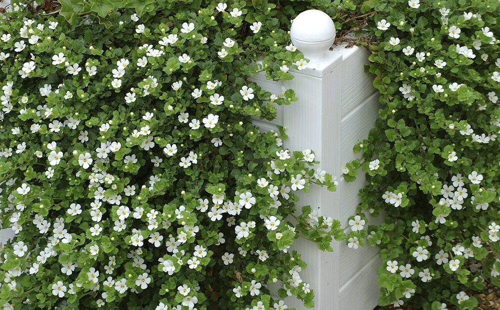 Dammann S Garden Company Beautiful Trailing Annuals For Retaining Walls