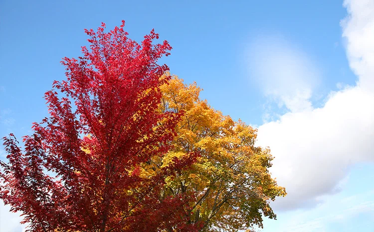 Dammann's Garden Company – THE BEST TREES FOR INDIANAPOLIS LANDSCAPES