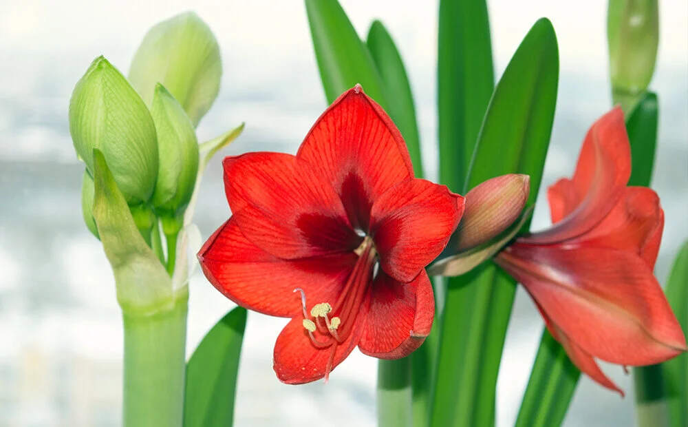 Dammann's Garden Company FORCING AMARYLLIS & PAPERWHITES INDOORS
