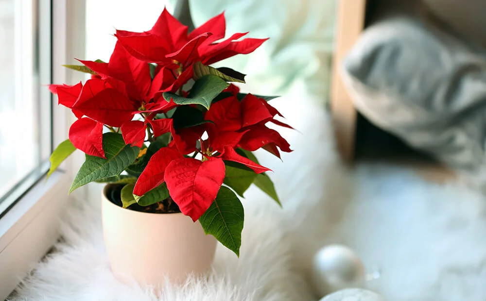 Dammann S Garden Company Can You Keep Poinsettias As Houseplants