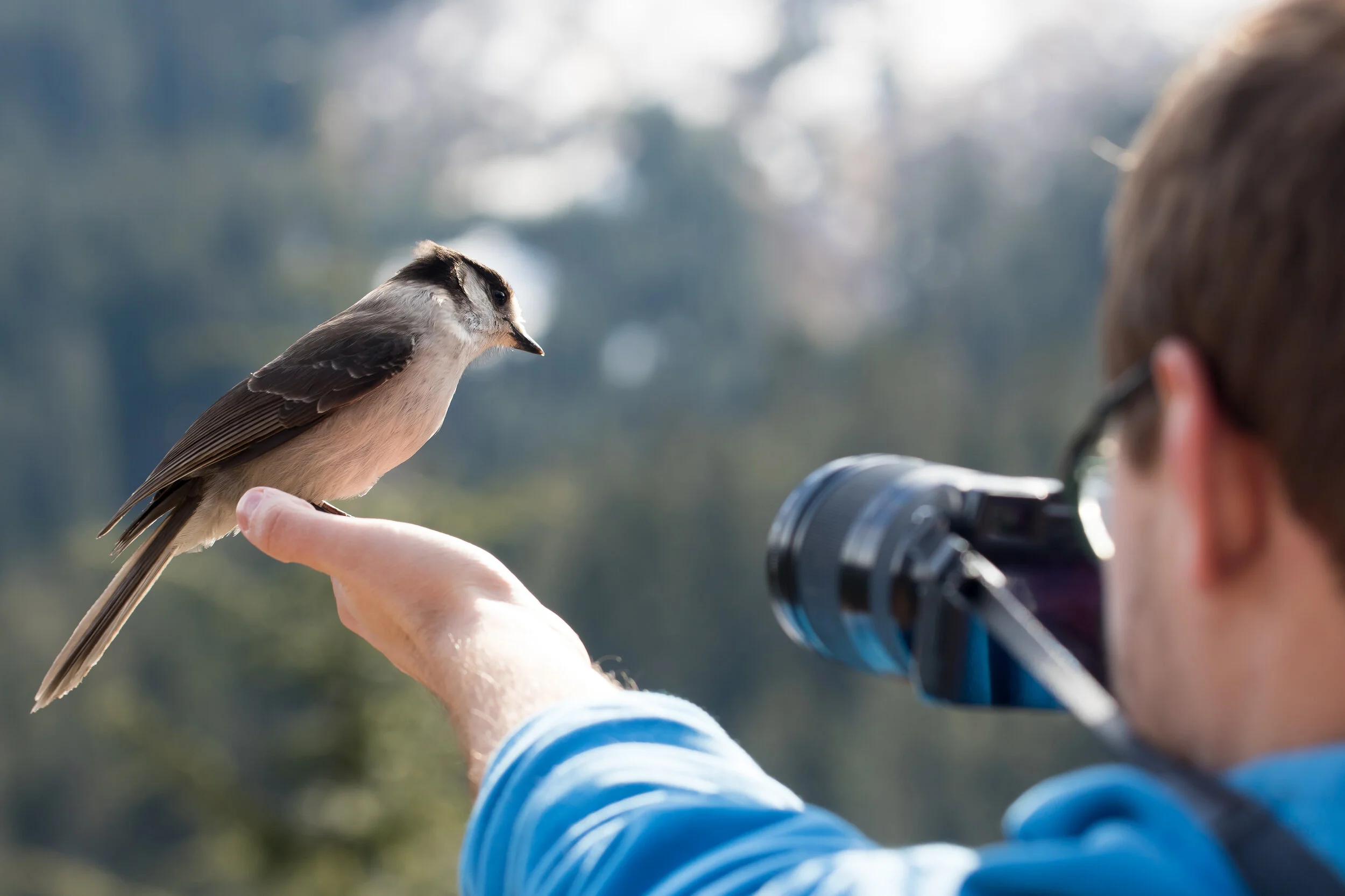 HOW TO PHOTOGRAPH BIRDS WITH YOUR SMARTPHONE OR DSLR