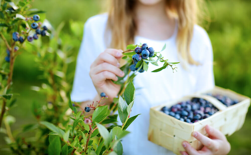 Growing Cherry Trees: Planting Cherry Trees In Your Garden