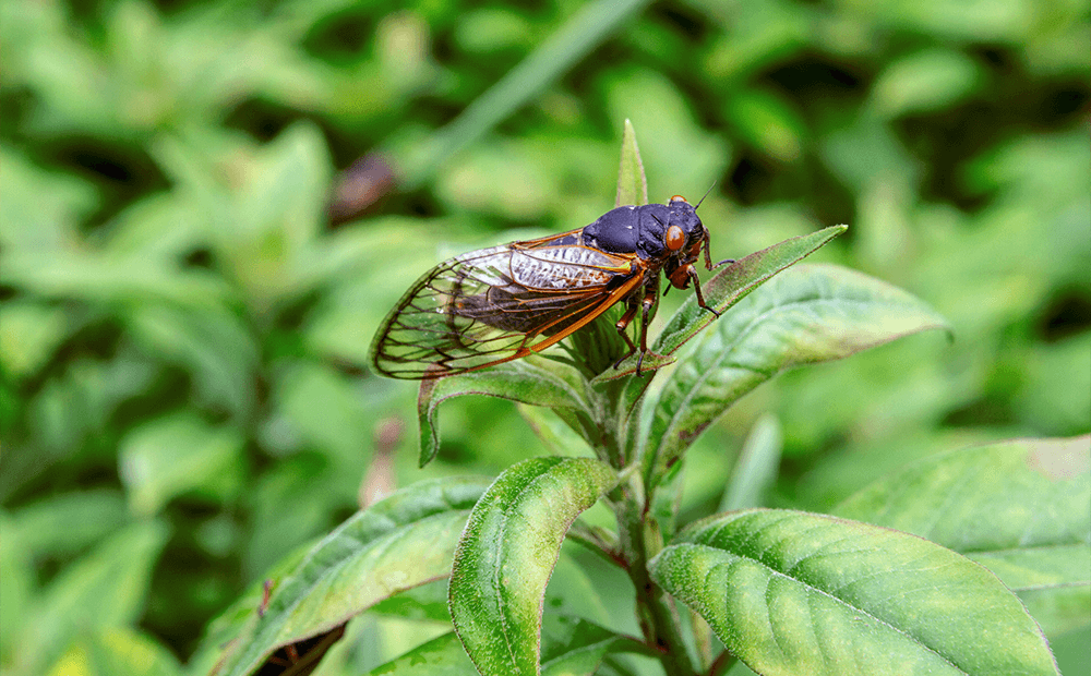 Dammann's Garden Company – What Do Brood X Cicadas Mean for Your