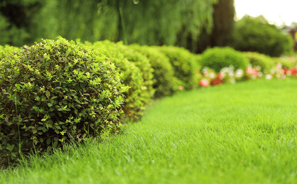 Описание, особенности, характеристики газонной травы для ленивых