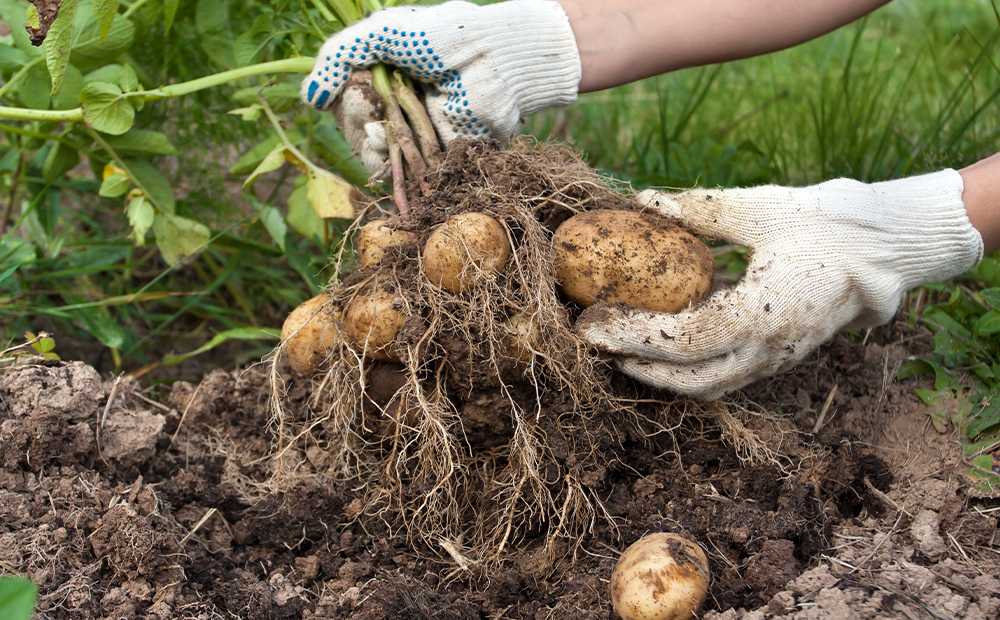 10 REASONS WHY YOU SHOULD GROW YOUR OWN CROPS