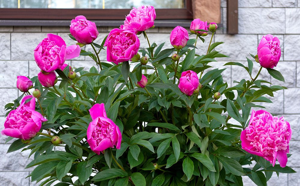 Image of Peonies plants