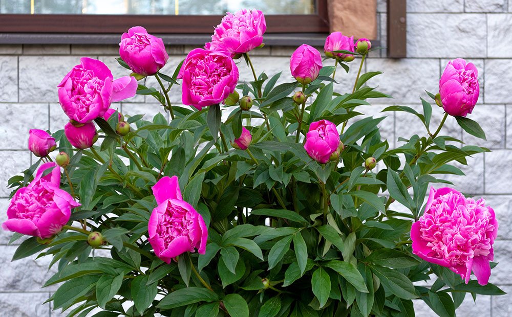 Dammann's Garden Company – How to Care for Peonies for Longer Lasting  Flowers