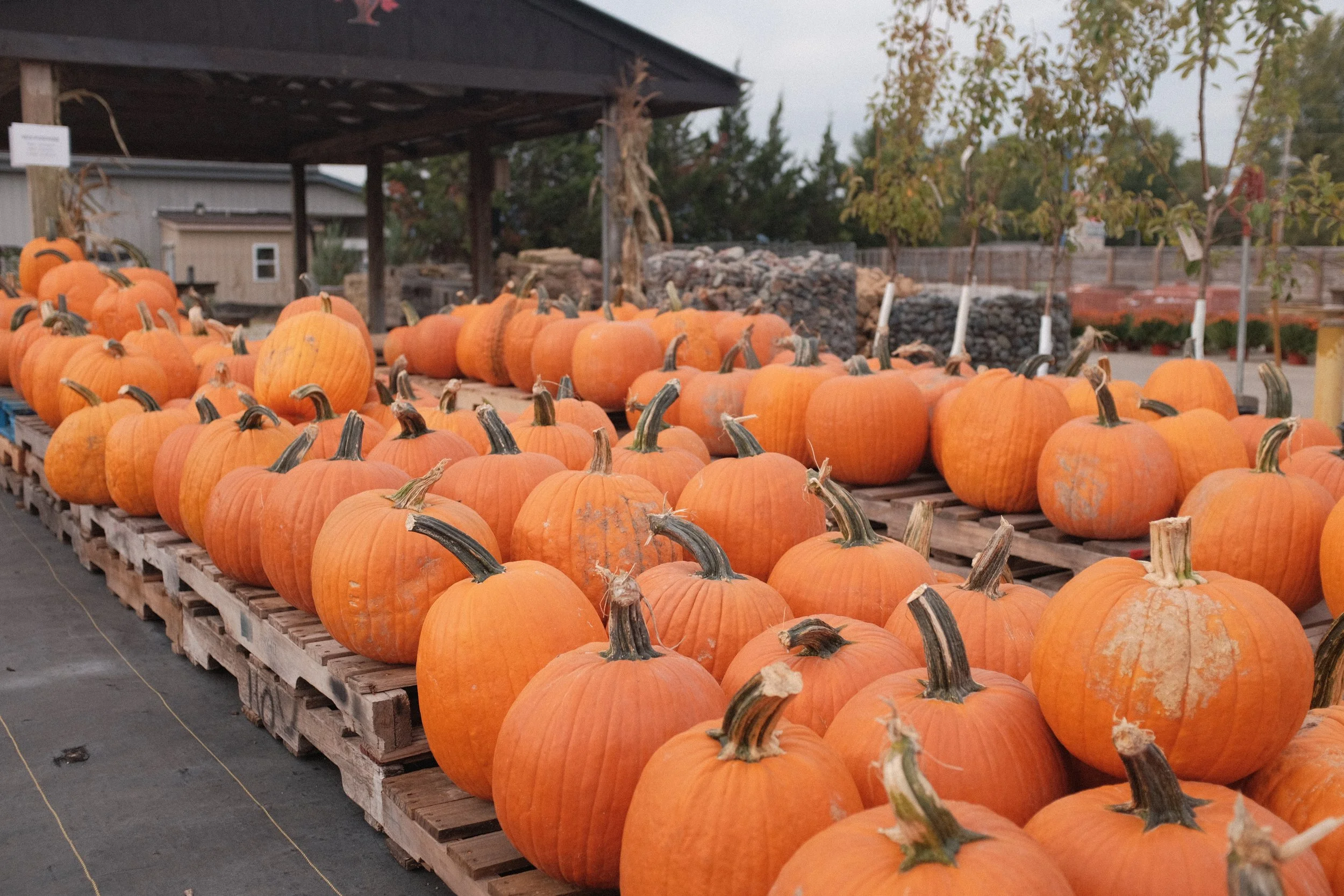 Pumpkin Preservation: Tips to Keep Your Gourds Fresh Through Thanksgiving