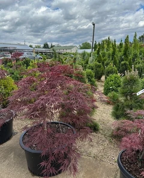 What to Plant in Garden Now: Boost Growth Instantly