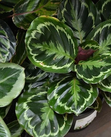 It&rsquo;s not every day we do this, so don&rsquo;t miss it!⁠
⁠
Our houseplant collection is on sale all month long, and we&rsquo;ve stocked up with fresh favorites to help you grow your dream indoor jungle. From sculptural standouts to easy-care cla