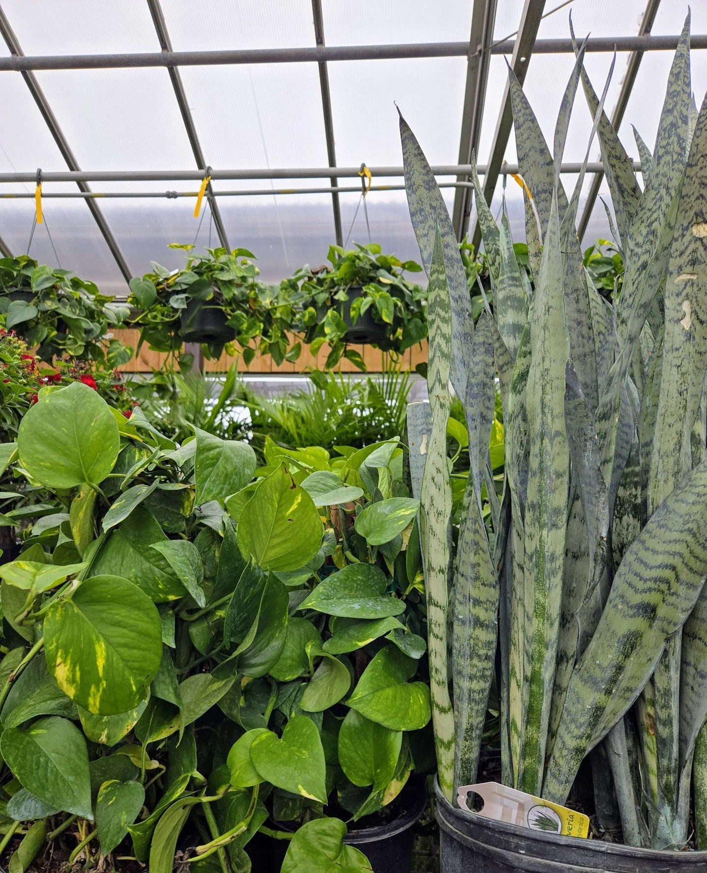Healthy plants start with the right care.⁠
⁠
If your houseplants could talk, they&rsquo;d ask for these top picks! These are our team&rsquo;s favorite products for keeping plants thriving, especially during the heat and transition of summer:⁠
⁠
🪴Fox