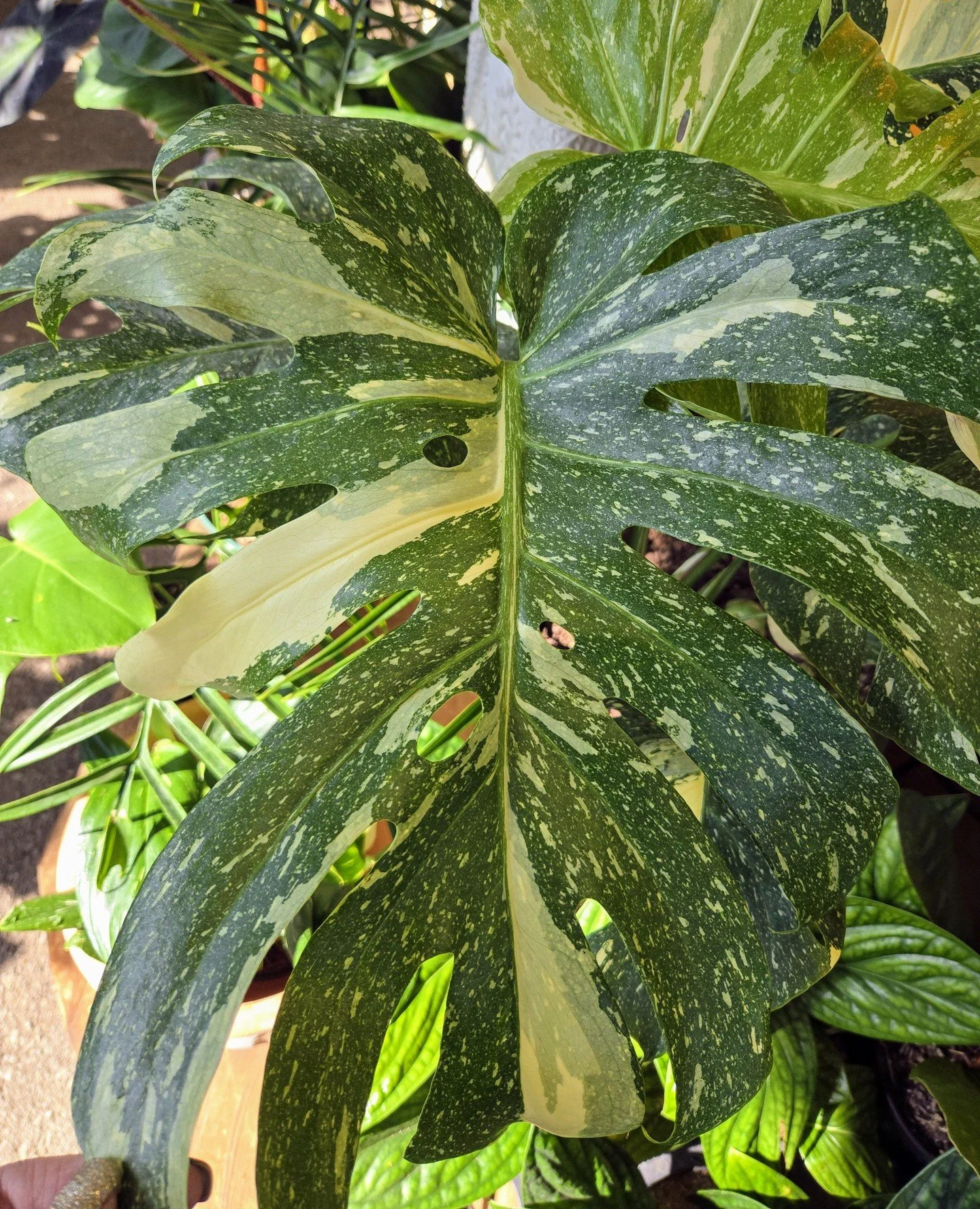 We&rsquo;re skipping our usual October sale and turning up the heat this August with Sizzling Summer Specials to make space for fall inventory. Even better? You can redeem your Garden Dollars all month long and stack them with these deals to save an 