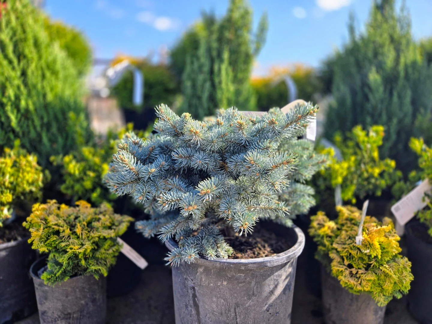 You&rsquo;ve earned them&mdash;now it&rsquo;s time to enjoy the rewards!⁠
⁠
Garden Dollars are store credits you&rsquo;ve collected from shopping with us earlier in the season, and they can now be redeemed like cash on most in-store purchases. That m