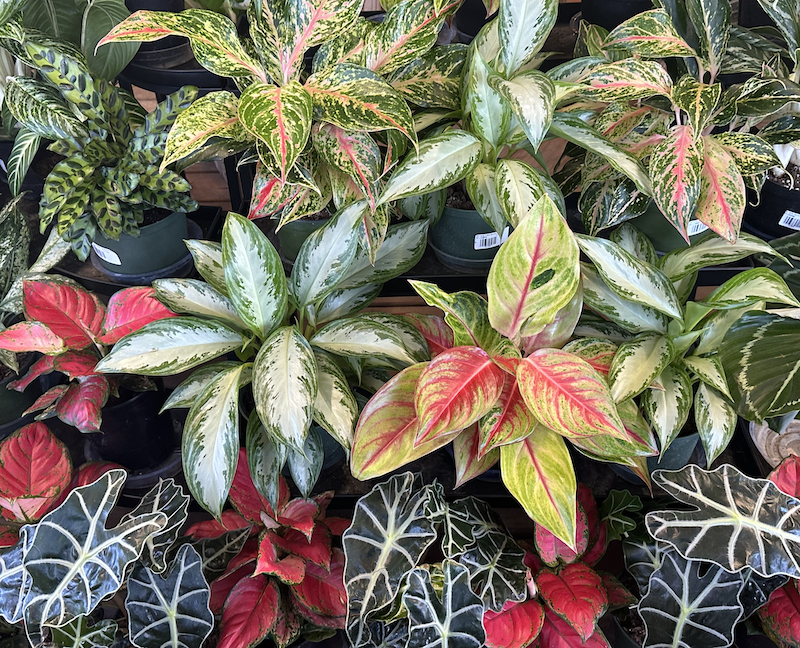 Make Black Friday GREEN! 30% off Houseplants and Pottery