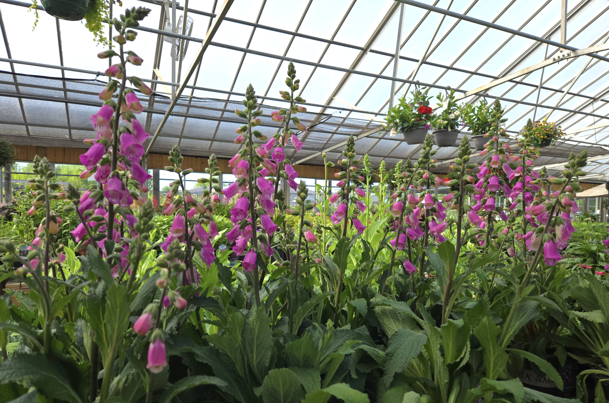 Foxgloves blooming in Indianapolis Garden Center