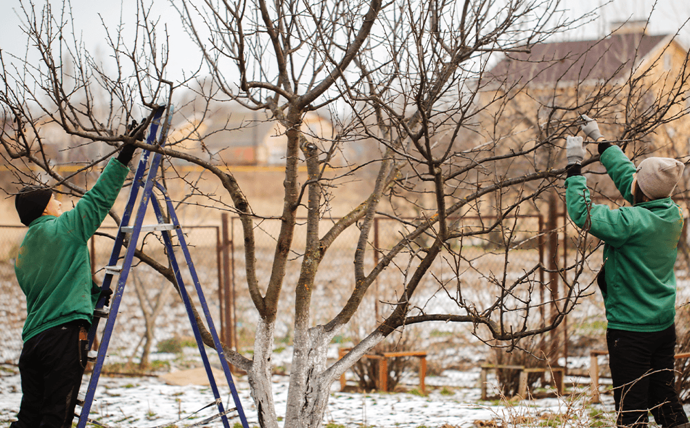 Tree Pruning Season: Best Time To Cut A Tree – CZUSA