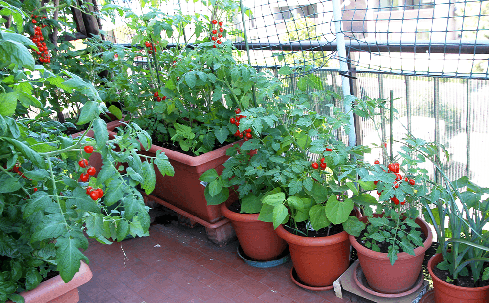 Single container vegetable garden