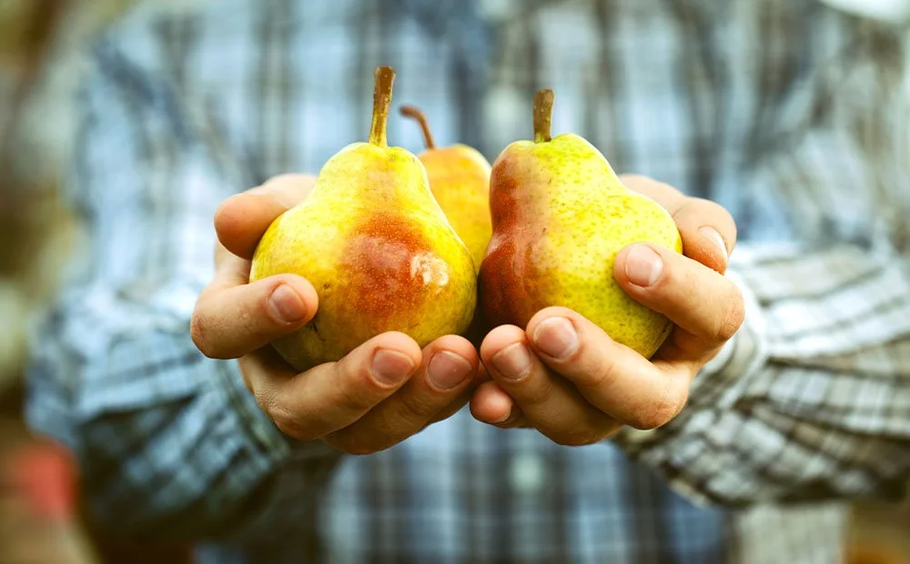 Dammann's Garden Company Fruit Tree Harvest & Care Guide