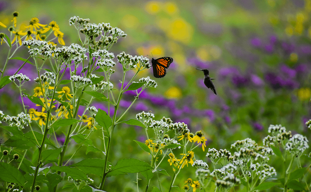 Dammann's Garden Company – Creating a Pollinator-Friendly Garden